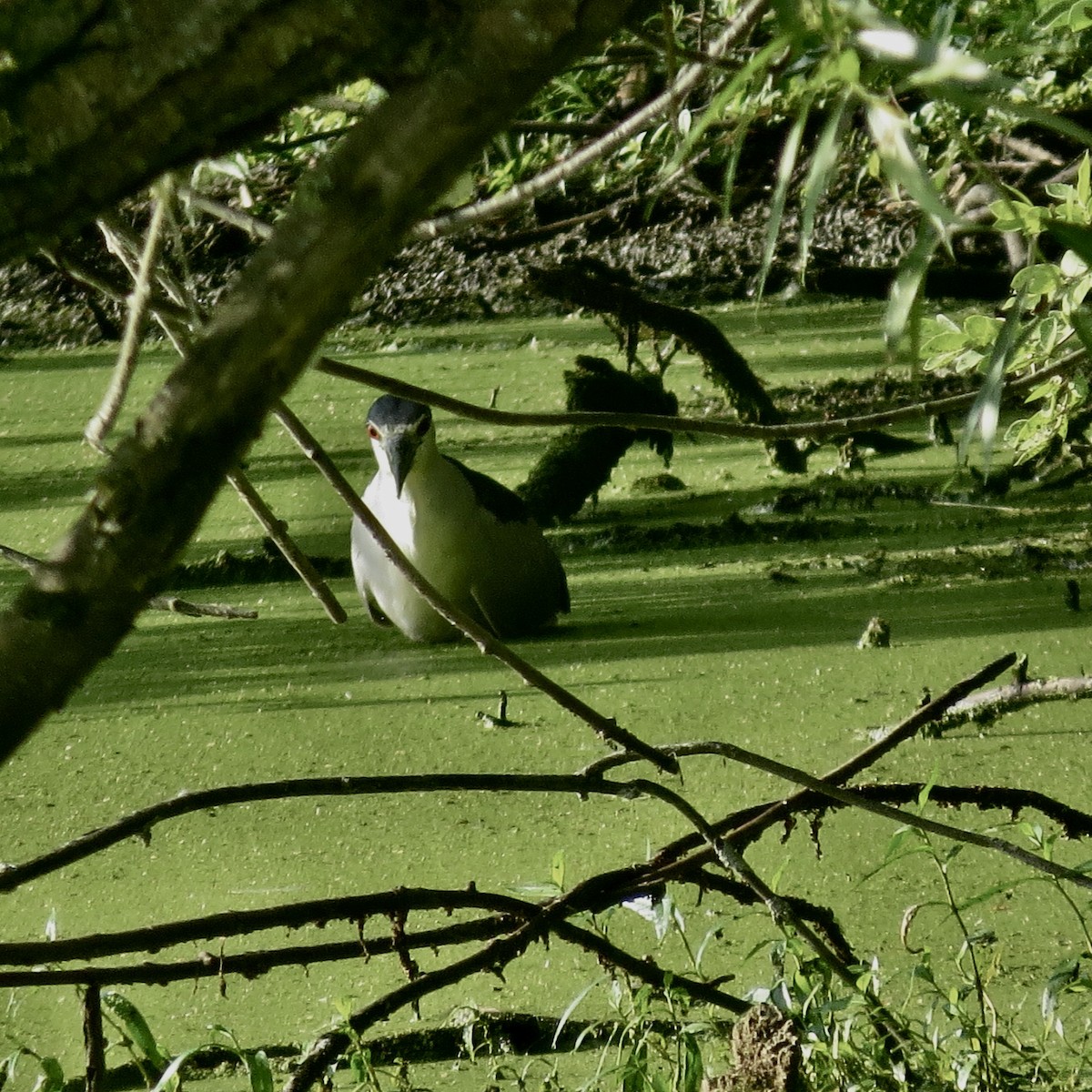 Black-crowned Night Heron - ML469407071