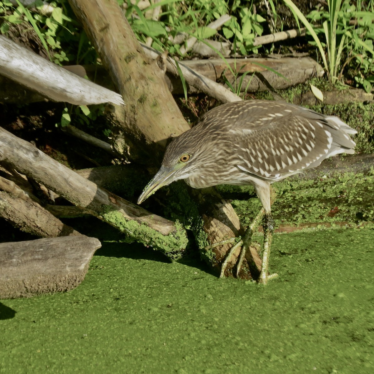 Black-crowned Night Heron - ML469407101