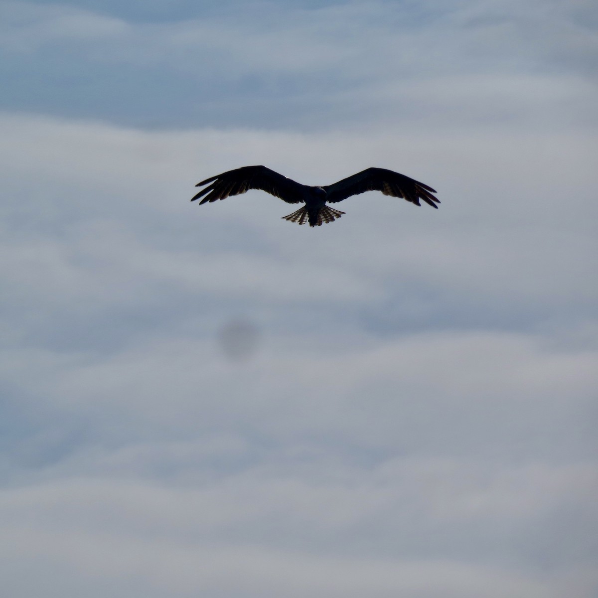 Osprey - ML469407451