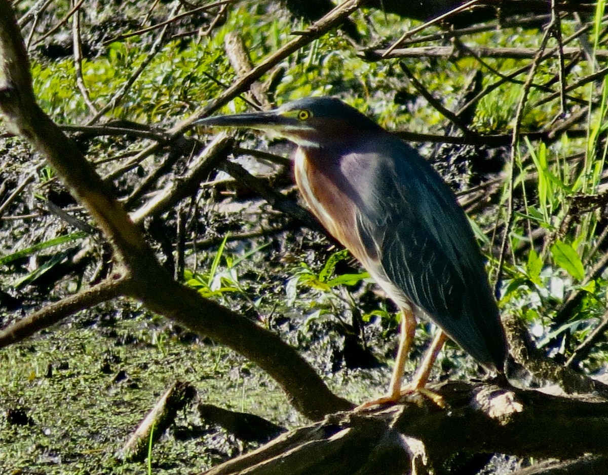Green Heron - ML469407511