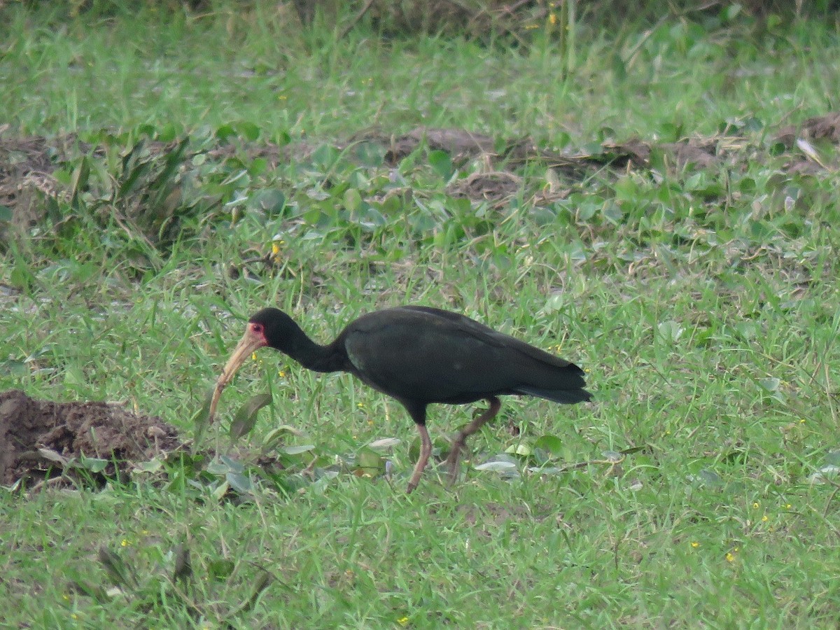 Bare-faced Ibis - ML469408241