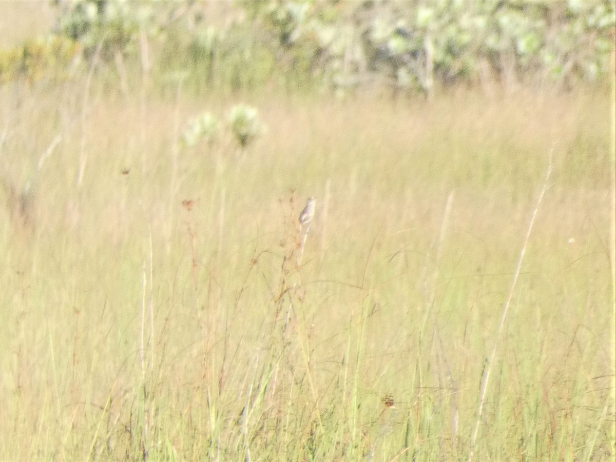 Seaside Sparrow (Cape Sable) - ML469408431