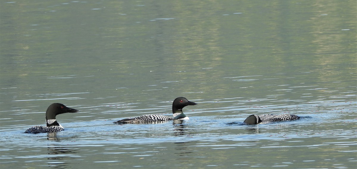 Common Loon - Reba and Allan Dupilka