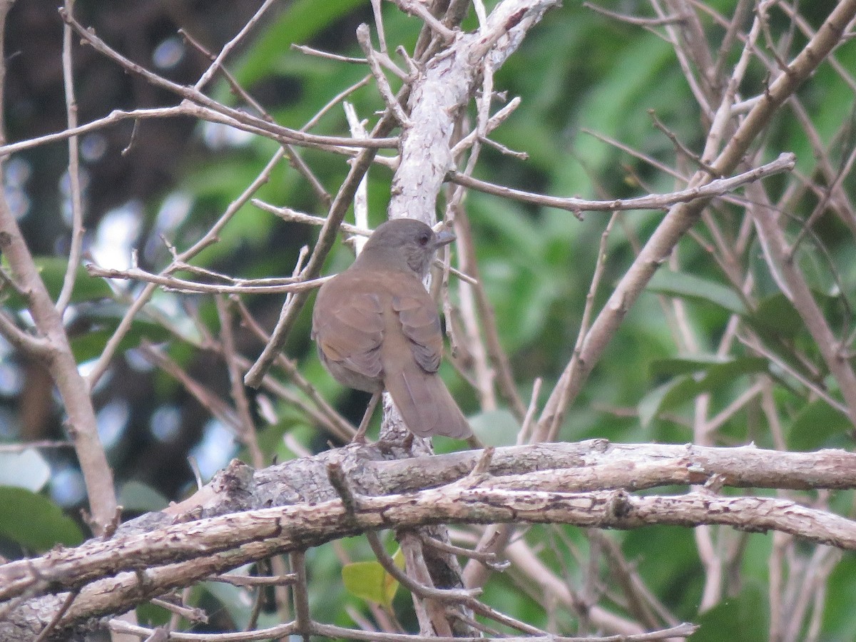 Pale-breasted Thrush - ML469408771