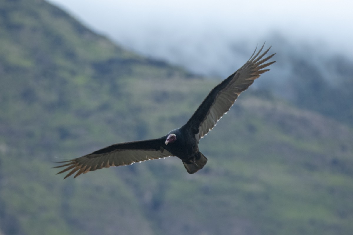 Turkey Vulture - David F. Belmonte