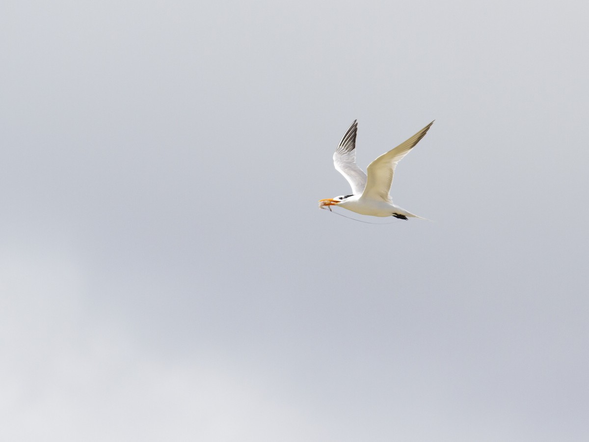 Royal Tern - ML469408811