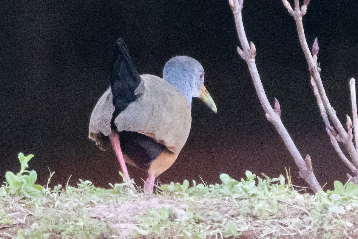 Gray-cowled Wood-Rail - ML469409271