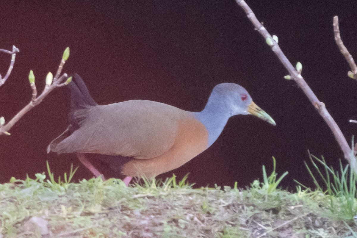 Gray-cowled Wood-Rail - ML469409281