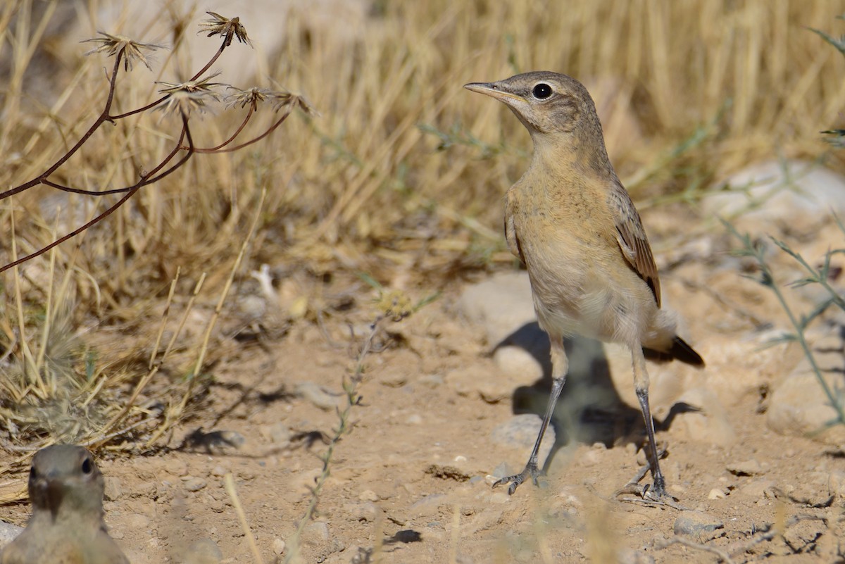 Tawny Pipit - ML469409801