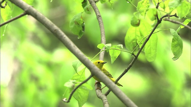 Yellow Warbler (Northern) - ML469412