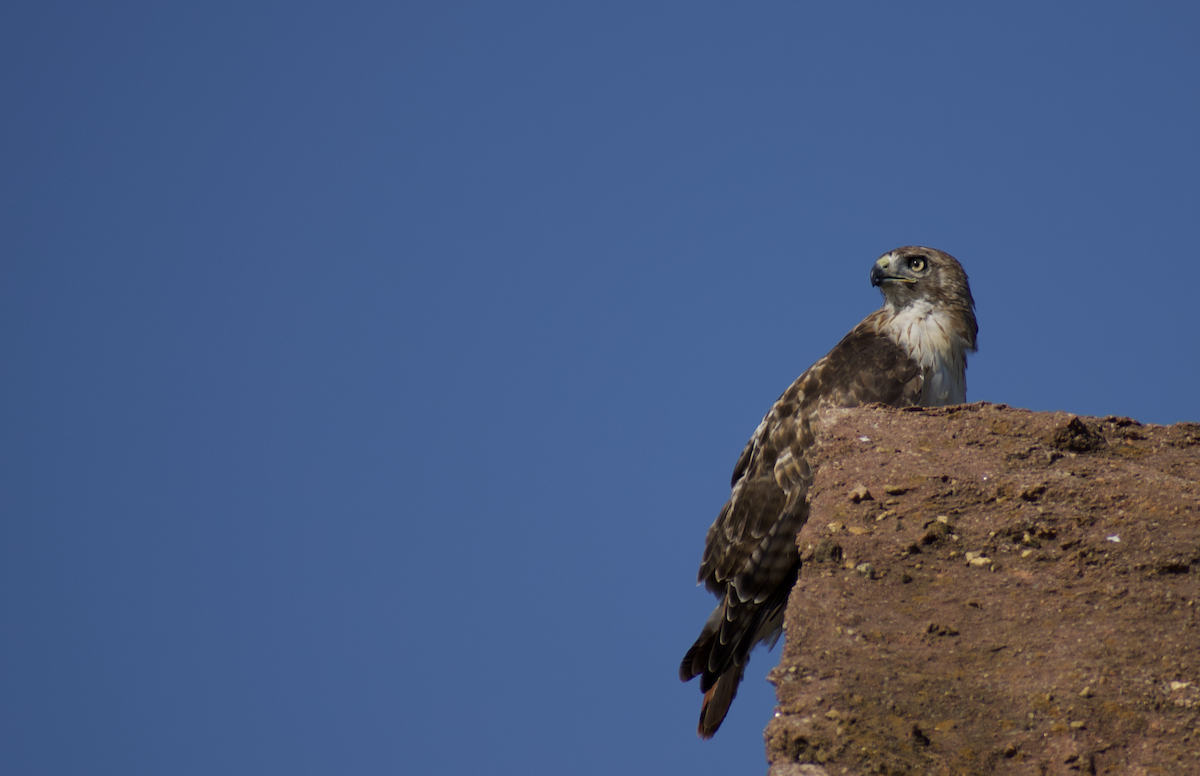 Red-tailed Hawk - ML469412001