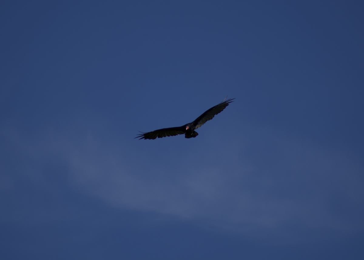 Turkey Vulture - ML469412181