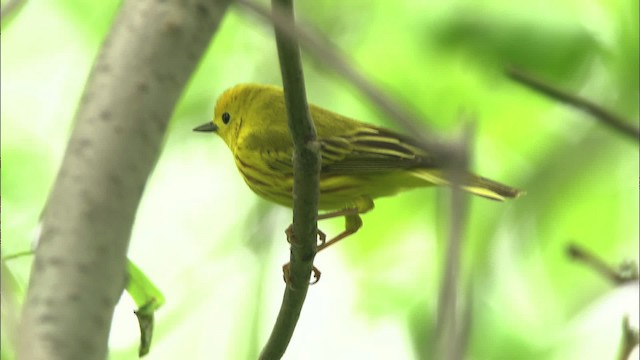Yellow Warbler (Northern) - ML469413