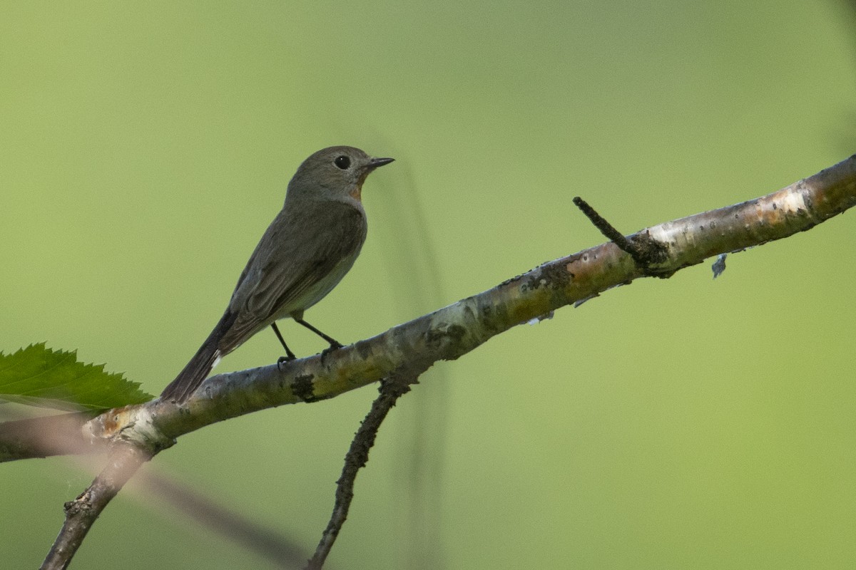 Taiga Flycatcher - ML469415011