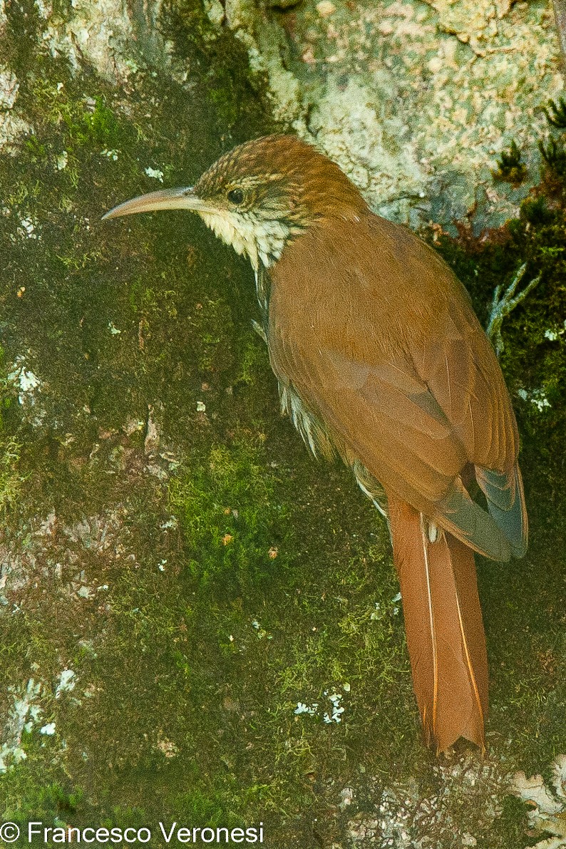 White-throated Woodcreeper - ML469415081