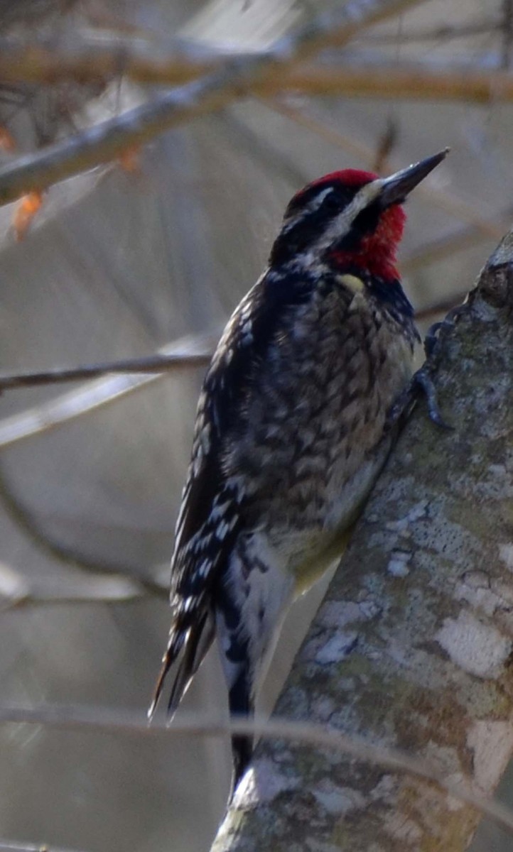 Yellow-bellied Sapsucker - Tom Unsicker