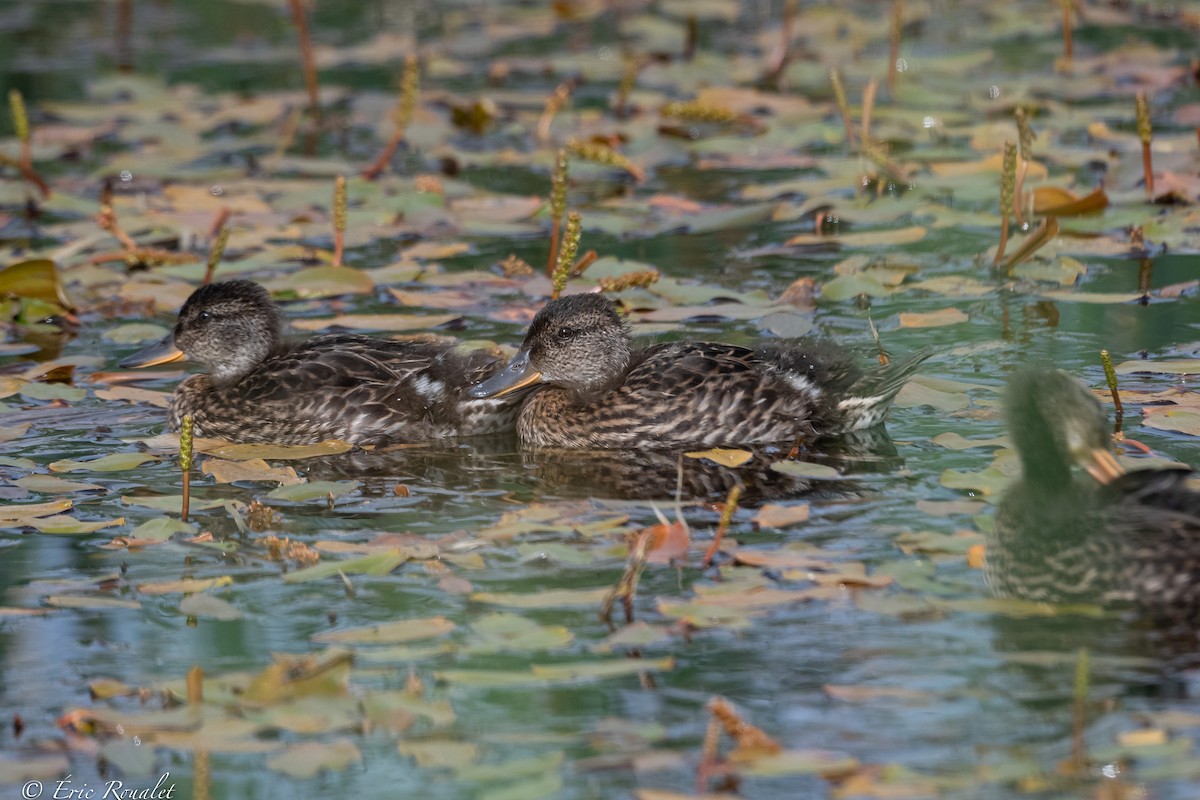 Green-winged Teal (Eurasian) - ML469415921