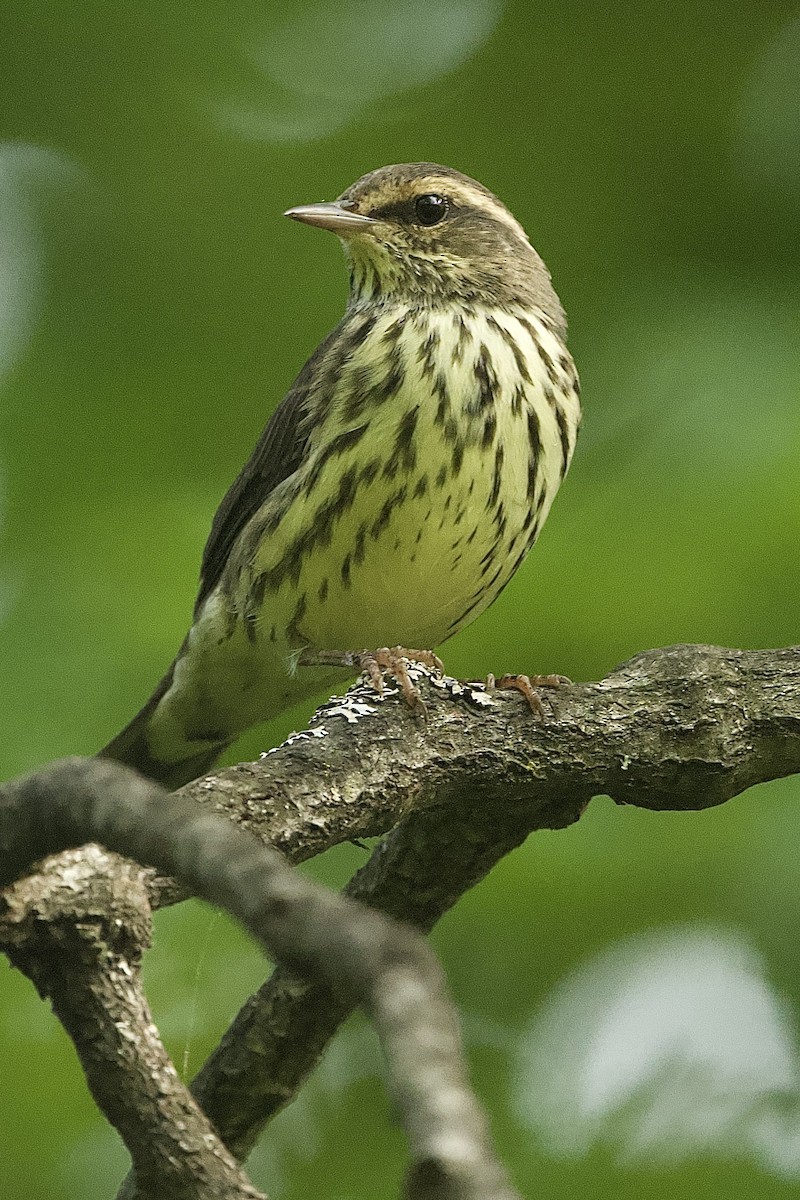 Northern Waterthrush - ML469417051