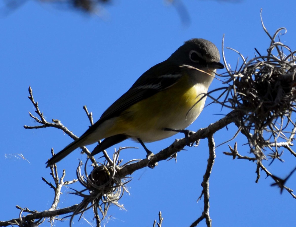 Mavi Başlı Vireo - ML46941711