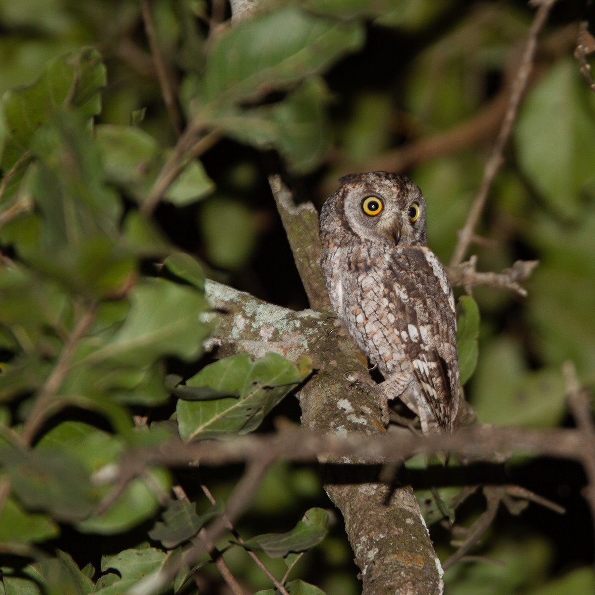 African Scops-Owl - ML469417371