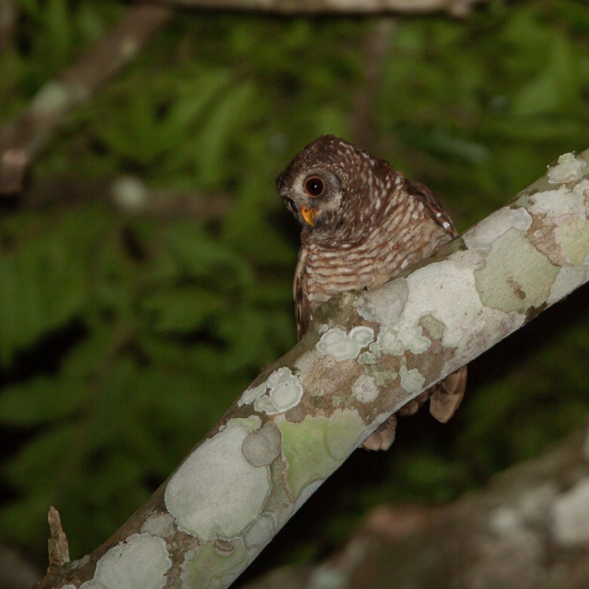 African Wood-Owl - ML469417791