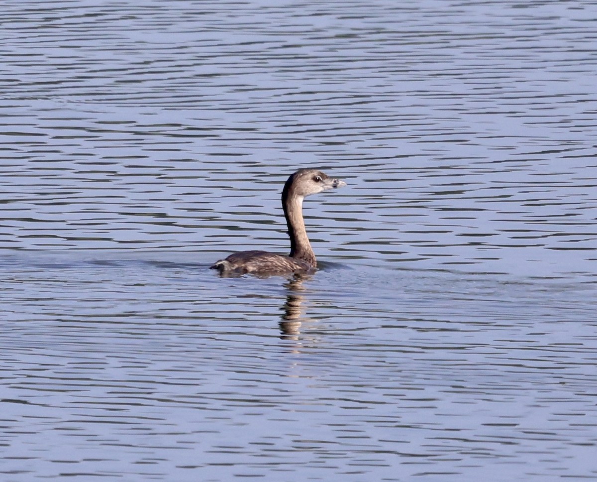 Pied-billed Grebe - ML469419051