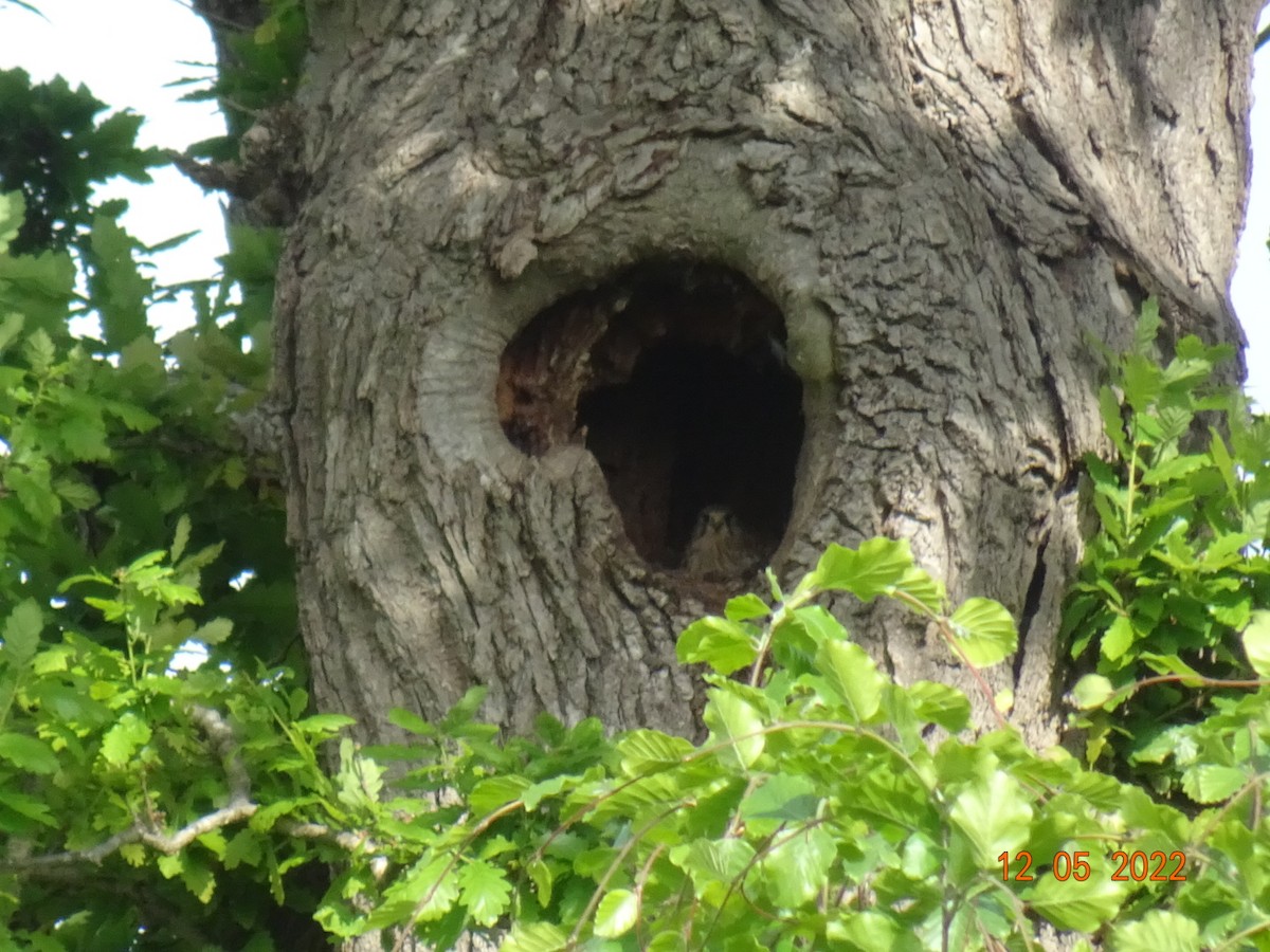 Eurasian Kestrel - ML469419241