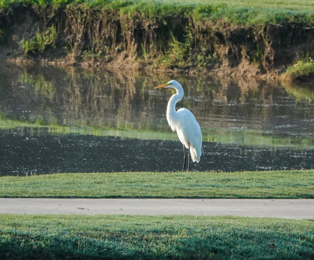 Great Egret - ML469419271