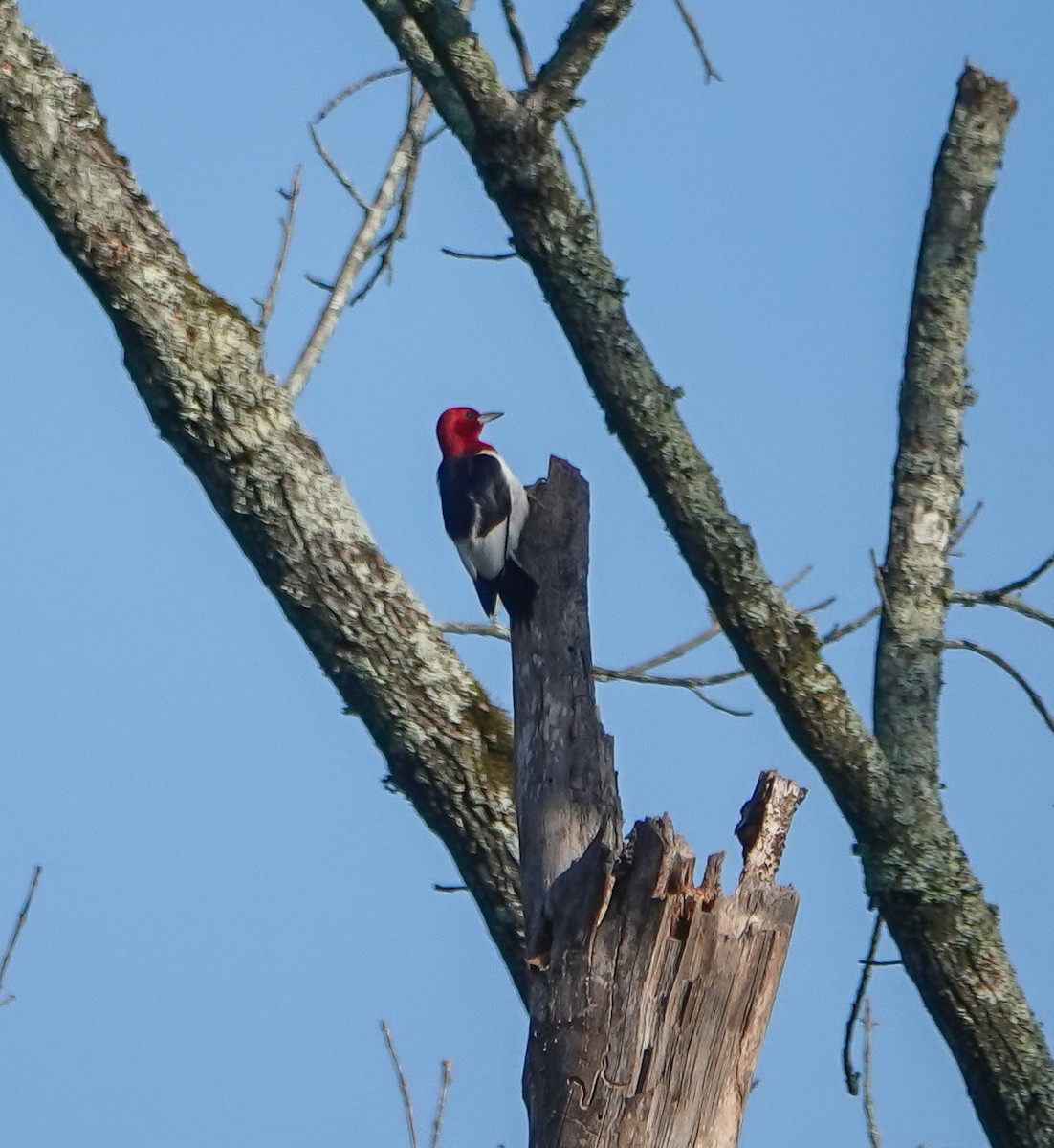 Red-headed Woodpecker - ML469419341