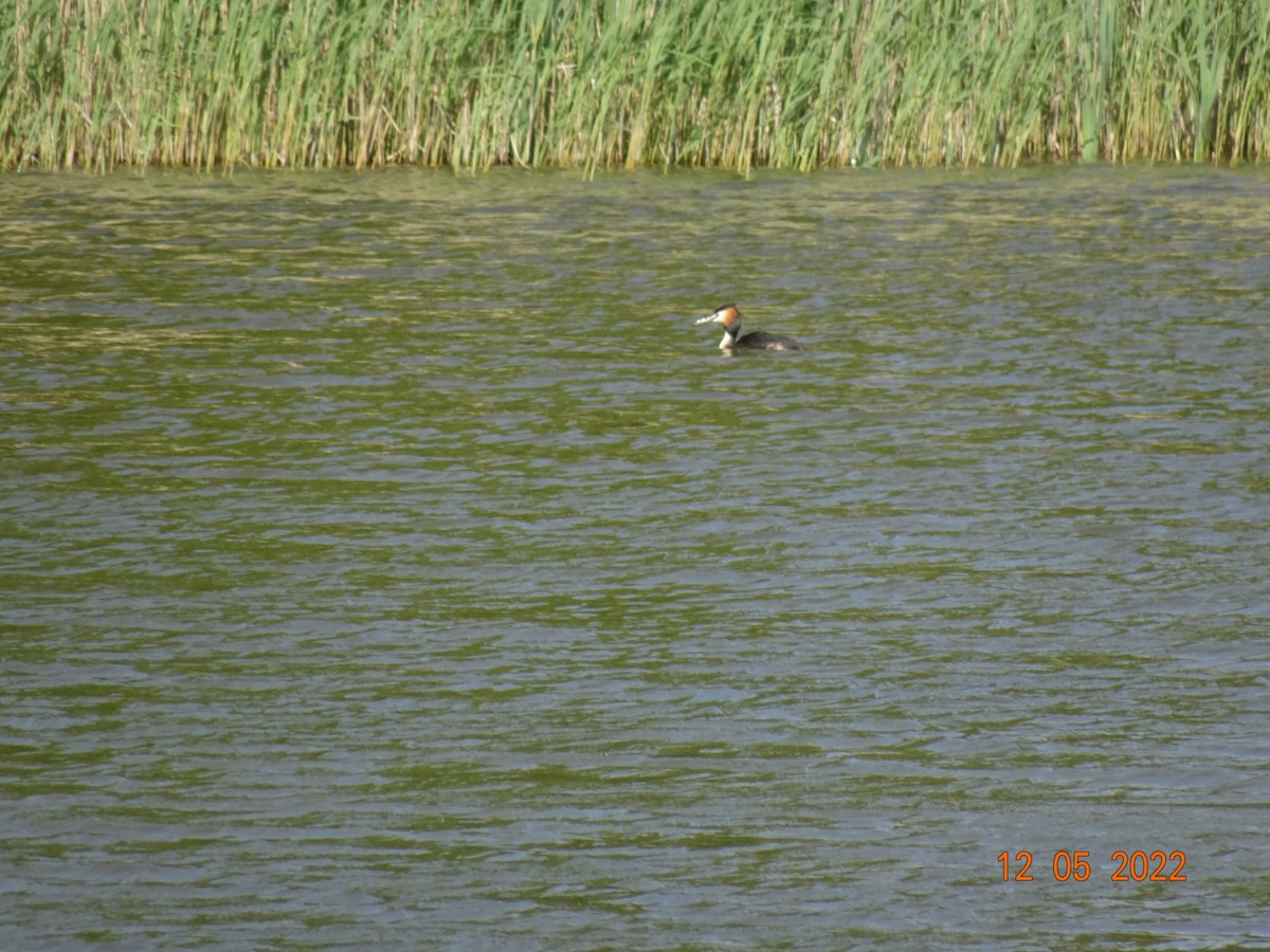 Great Crested Grebe - ML469419371