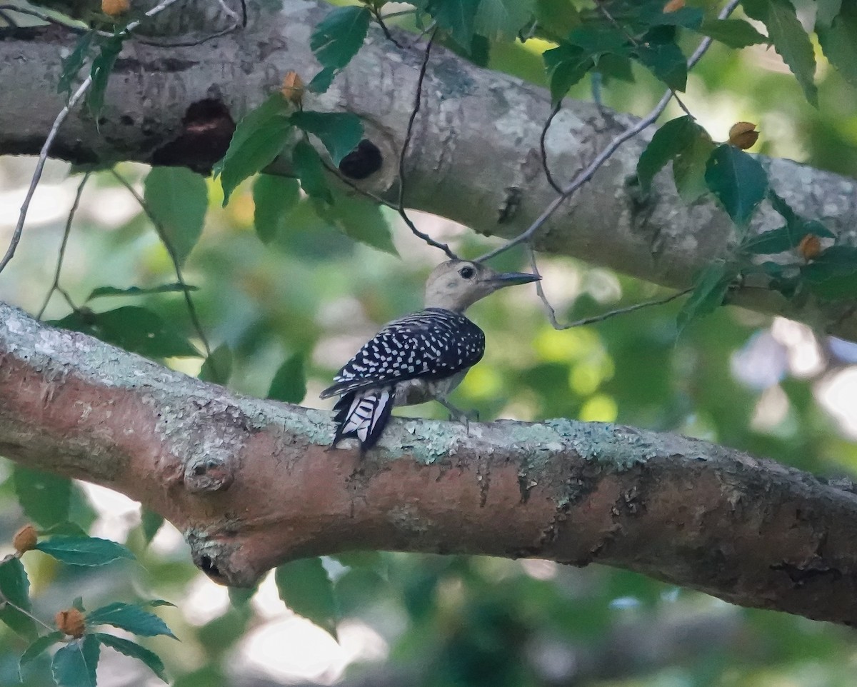 Red-bellied Woodpecker - ML469419401