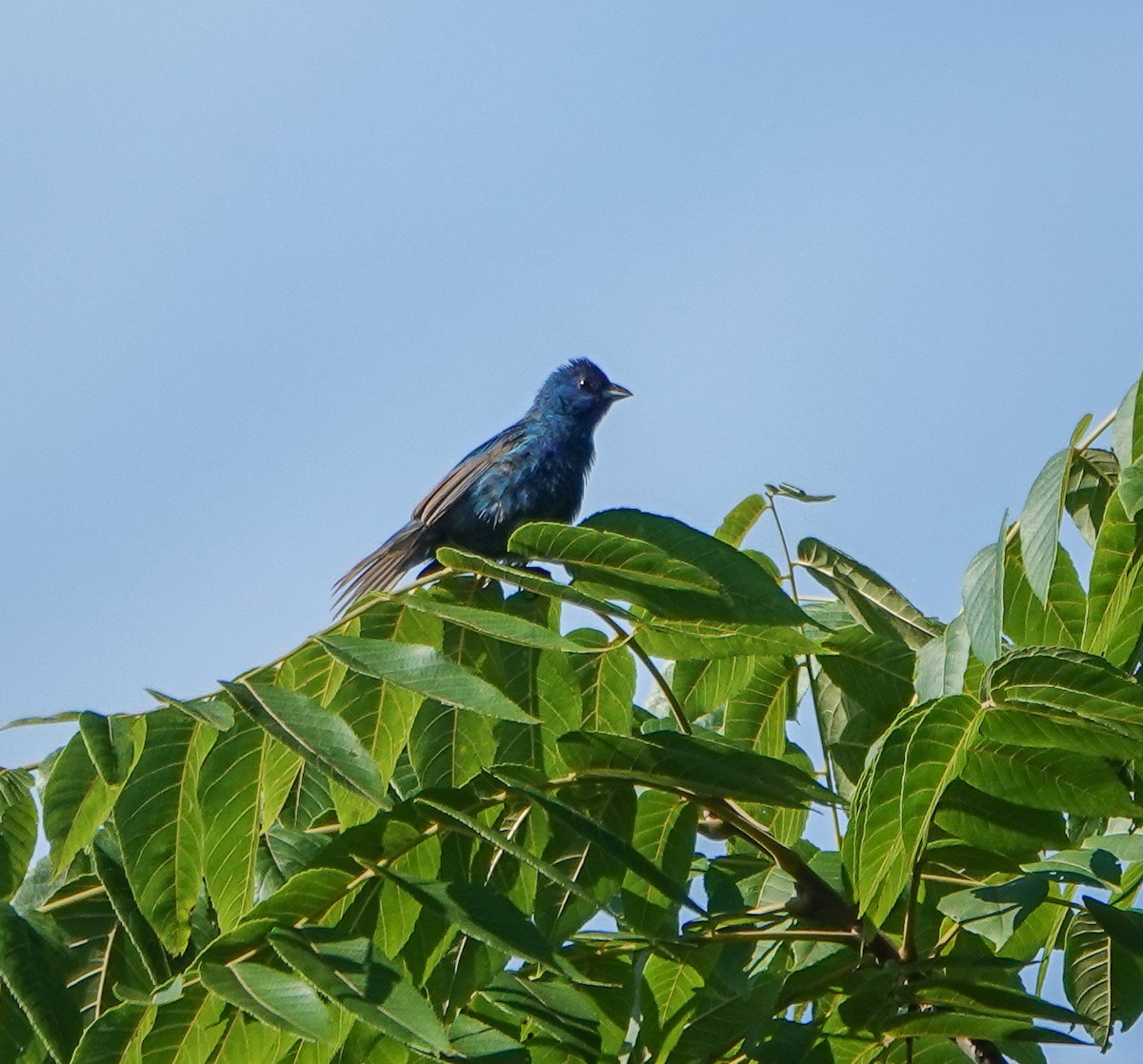 Passerin indigo - ML469419451