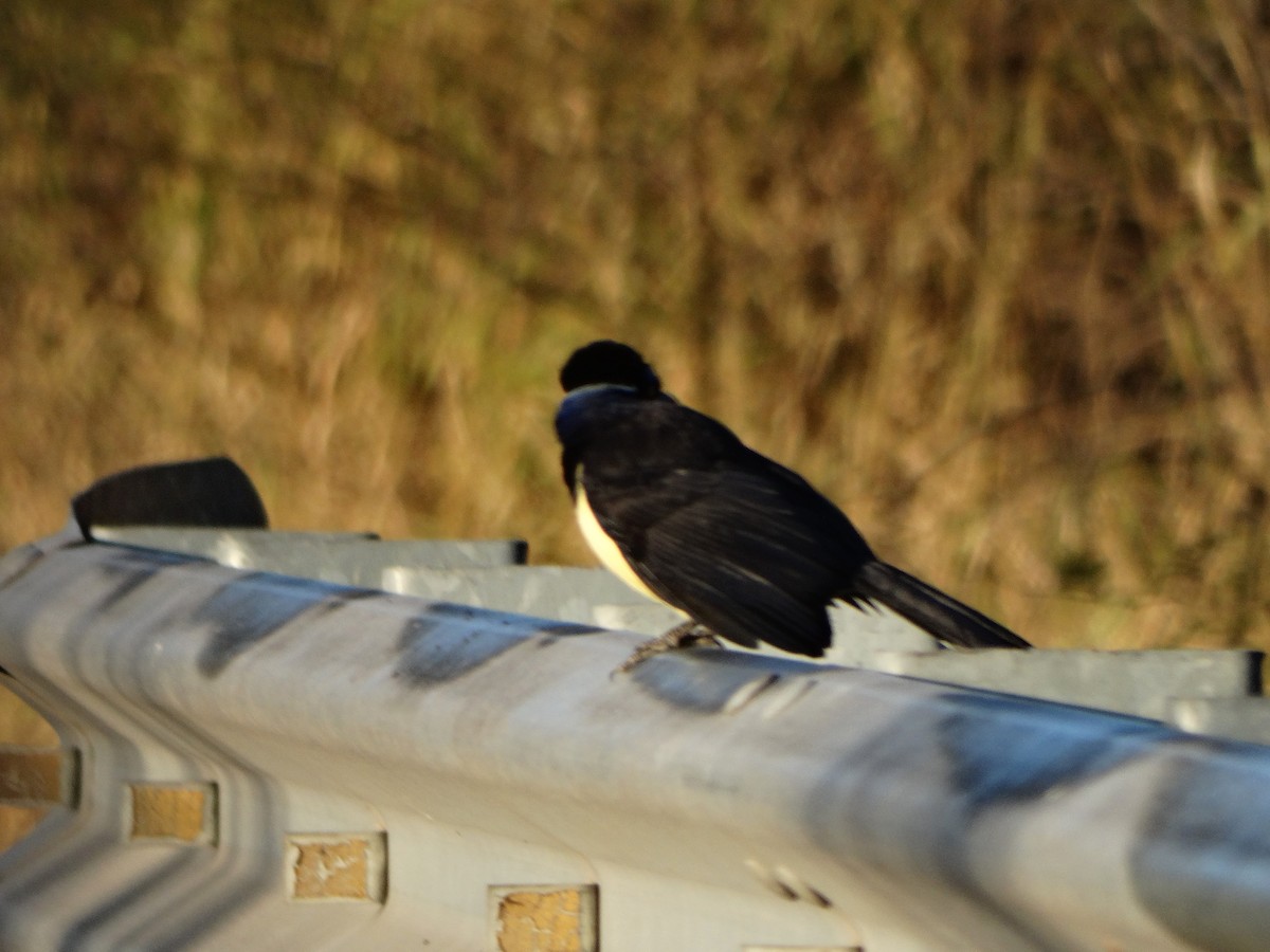 Plush-crested Jay - ML469420371