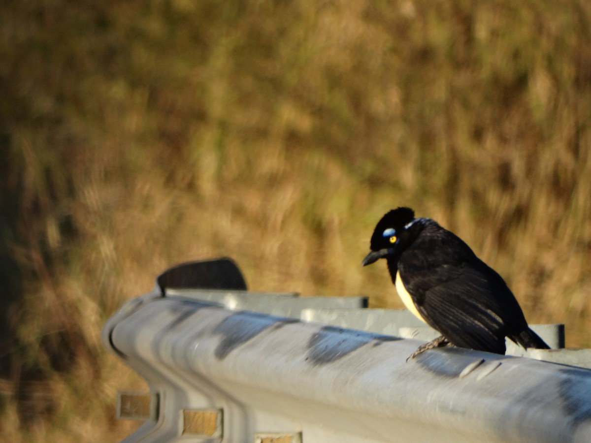 Plush-crested Jay - ML469420381