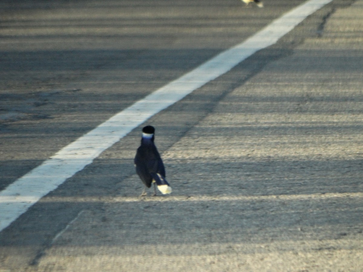 Plush-crested Jay - ML469420391