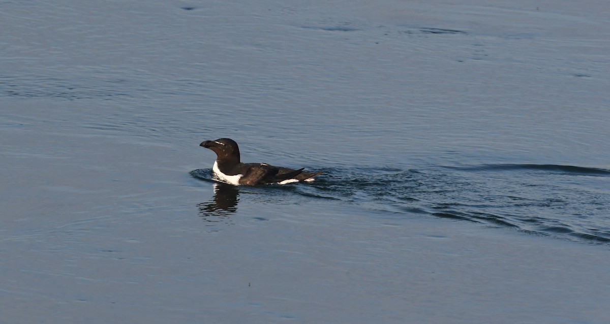 Razorbill - ML469421601