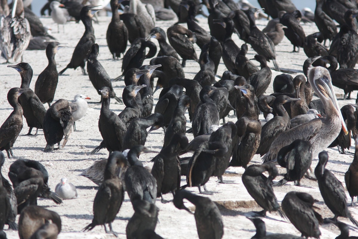 Brandt's Cormorant - ML469422601