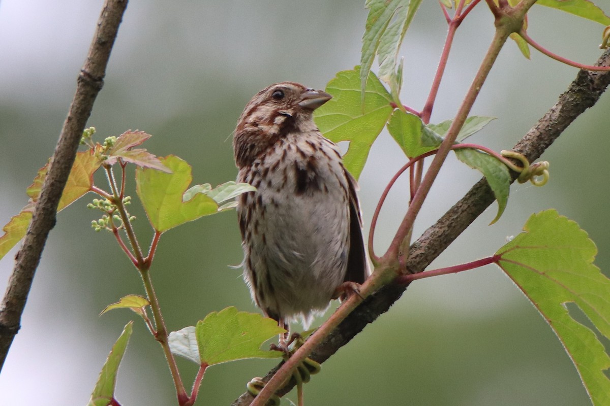 Song Sparrow - ML469423421