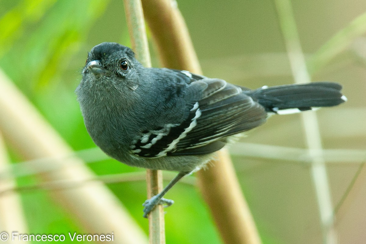 Variable Antshrike - ML469423761