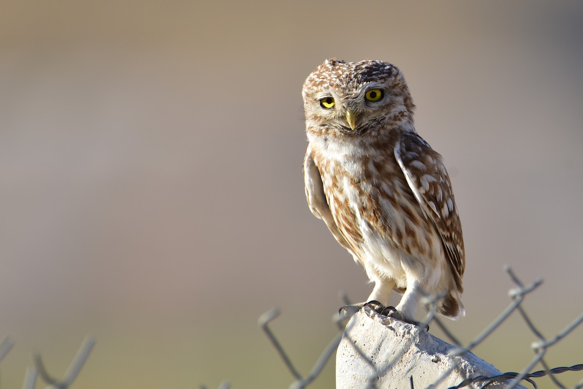 Little Owl - Peter Lewis