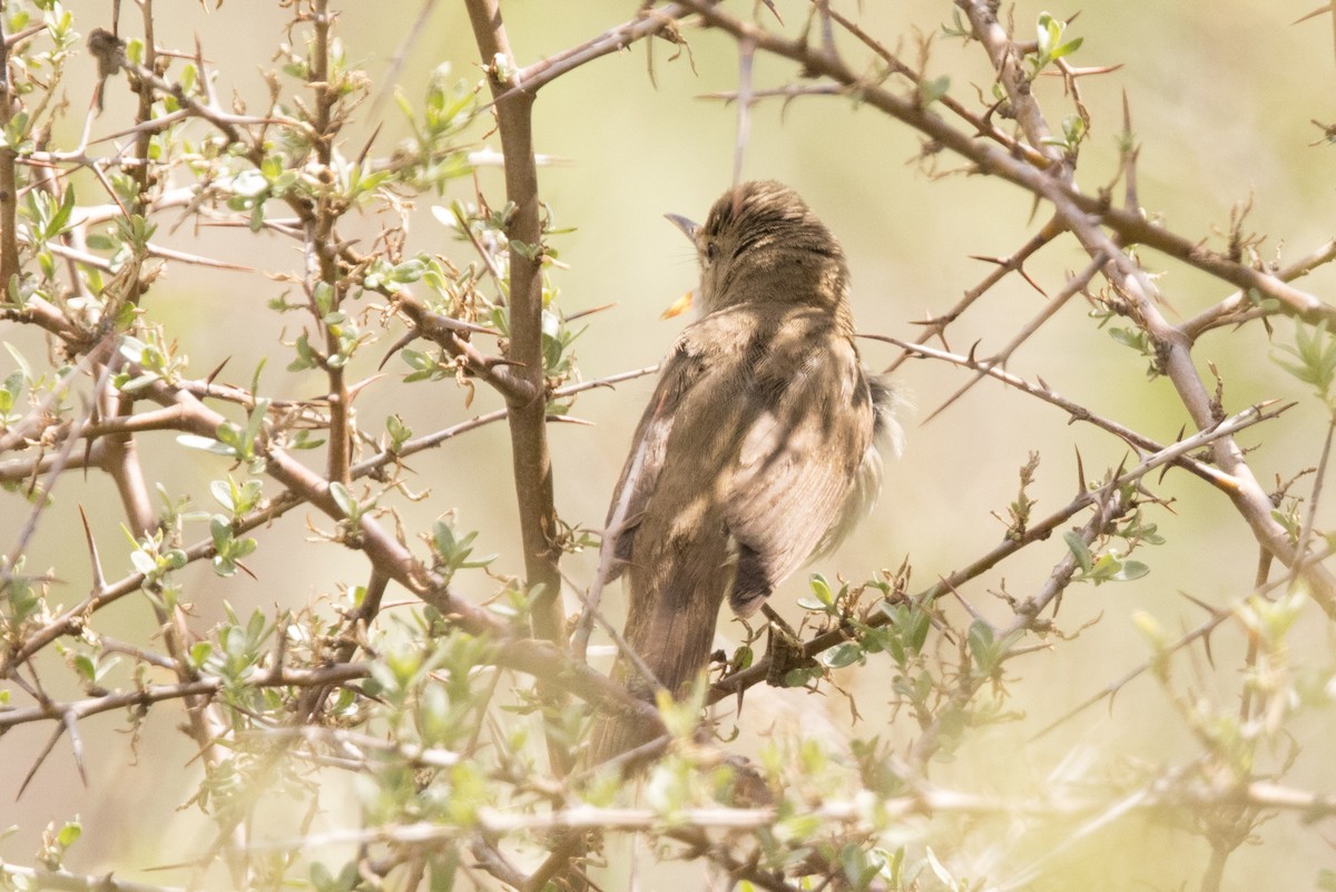 Rousserolle à grand bec - ML469423891