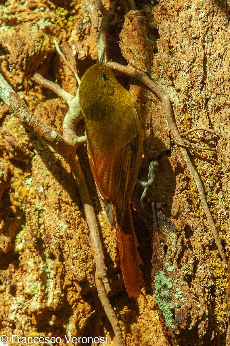 Olivaceous Woodcreeper - ML469423931