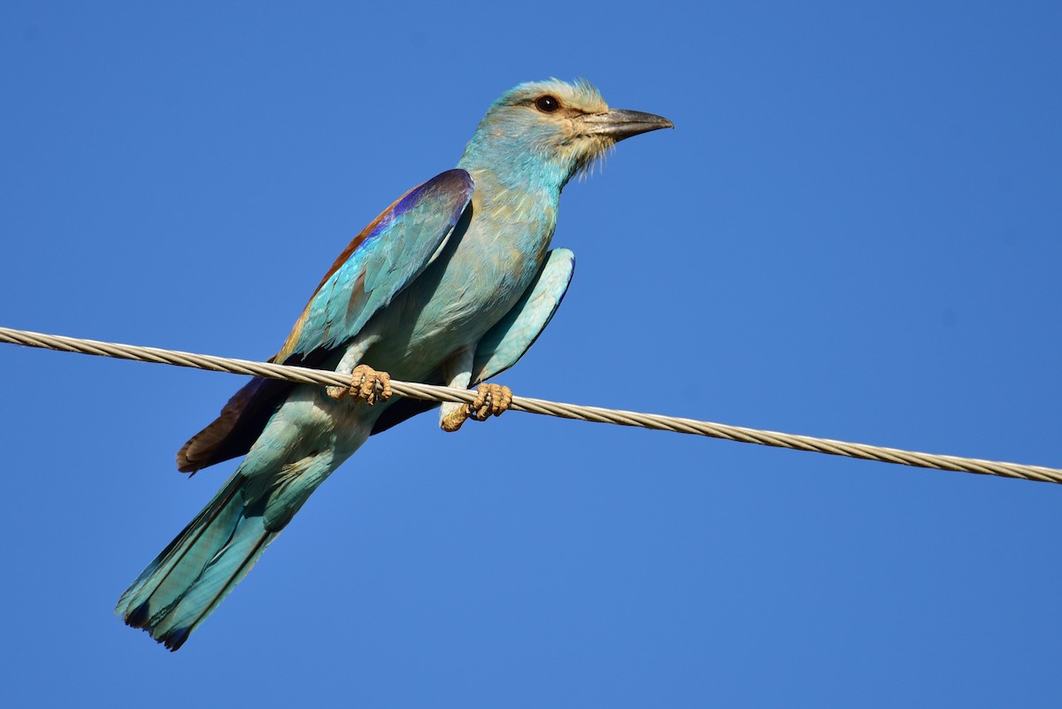 European Roller - ML469424331