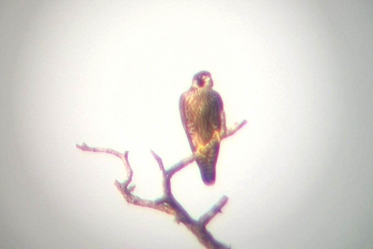 Peregrine Falcon - ML469425081