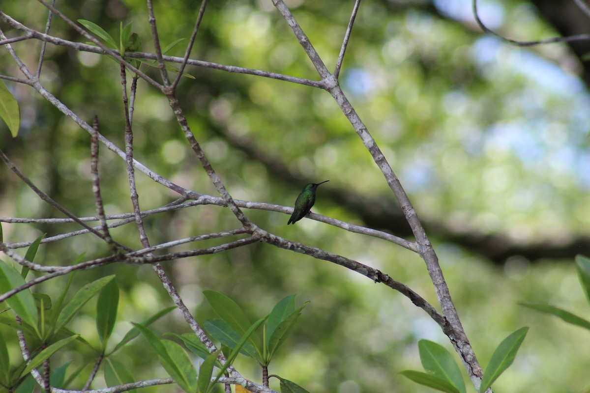 Mangrove Hummingbird - Ty Sharrow