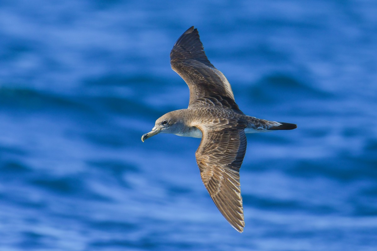 Scopoli's Shearwater - ML469425951