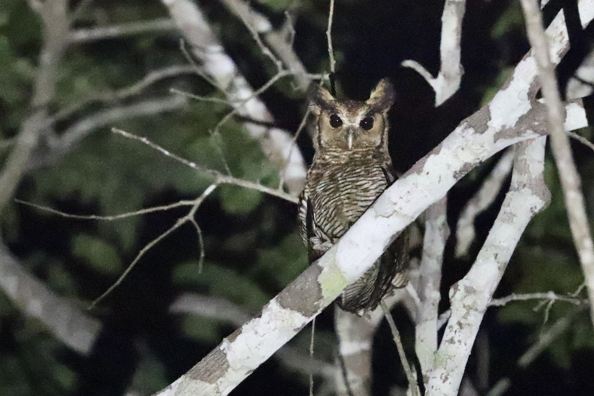 Fraser's Eagle-Owl (Western) - ML469426711