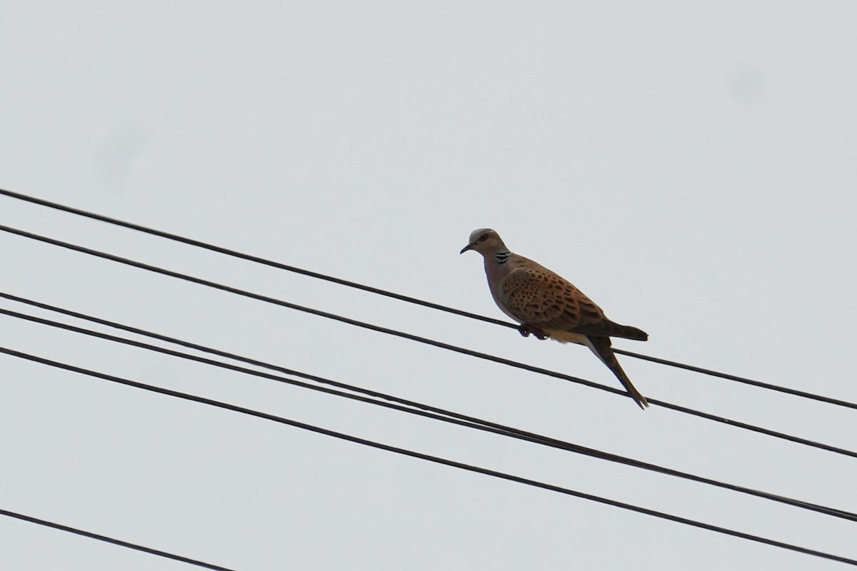 European Turtle-Dove - ML469426731