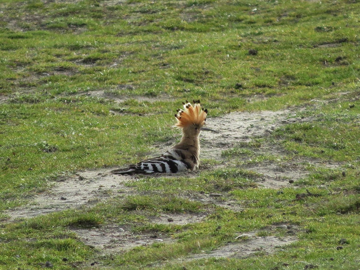 Common Hoopoe - ML469426901