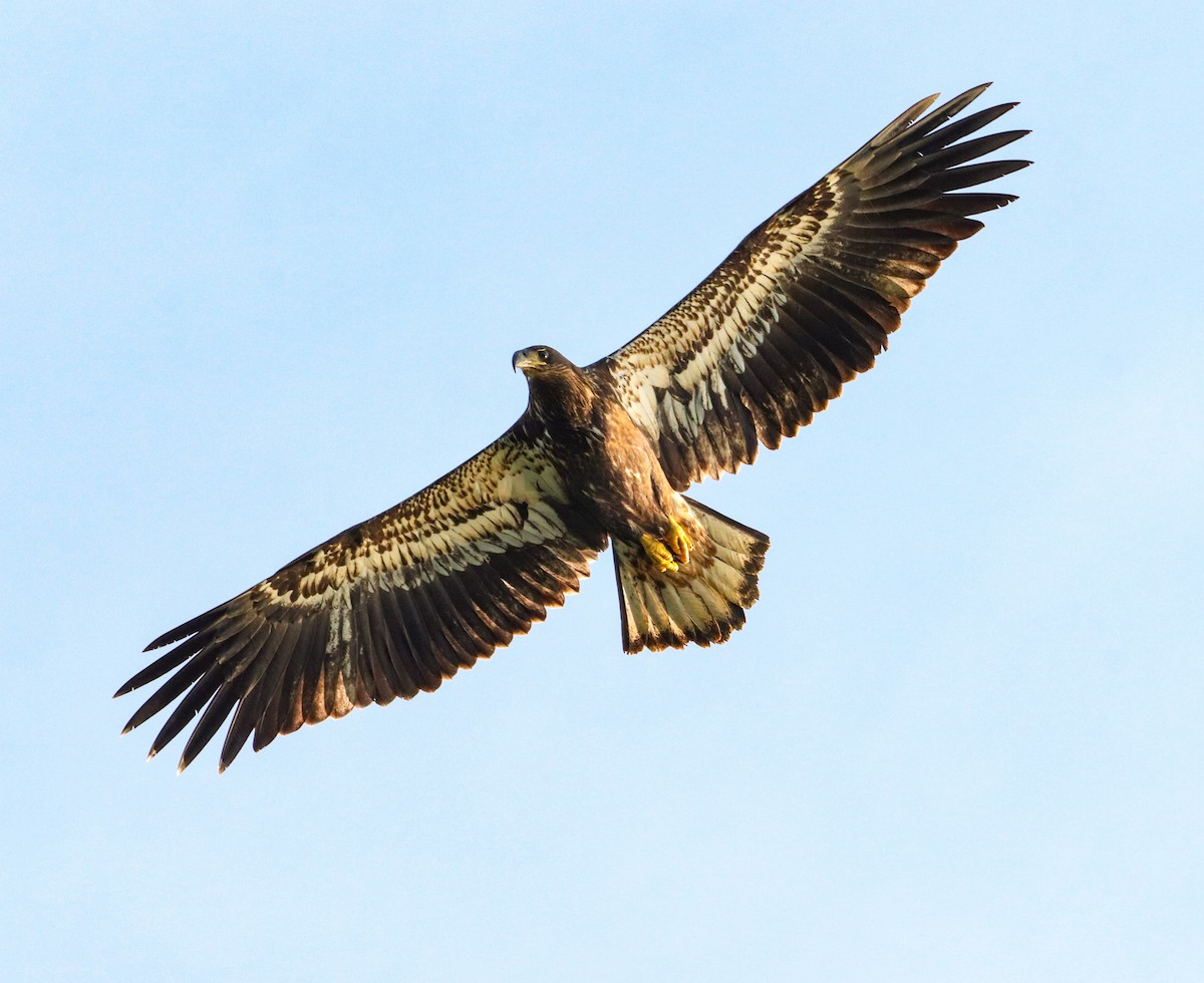 Bald Eagle - Lisa Bacon